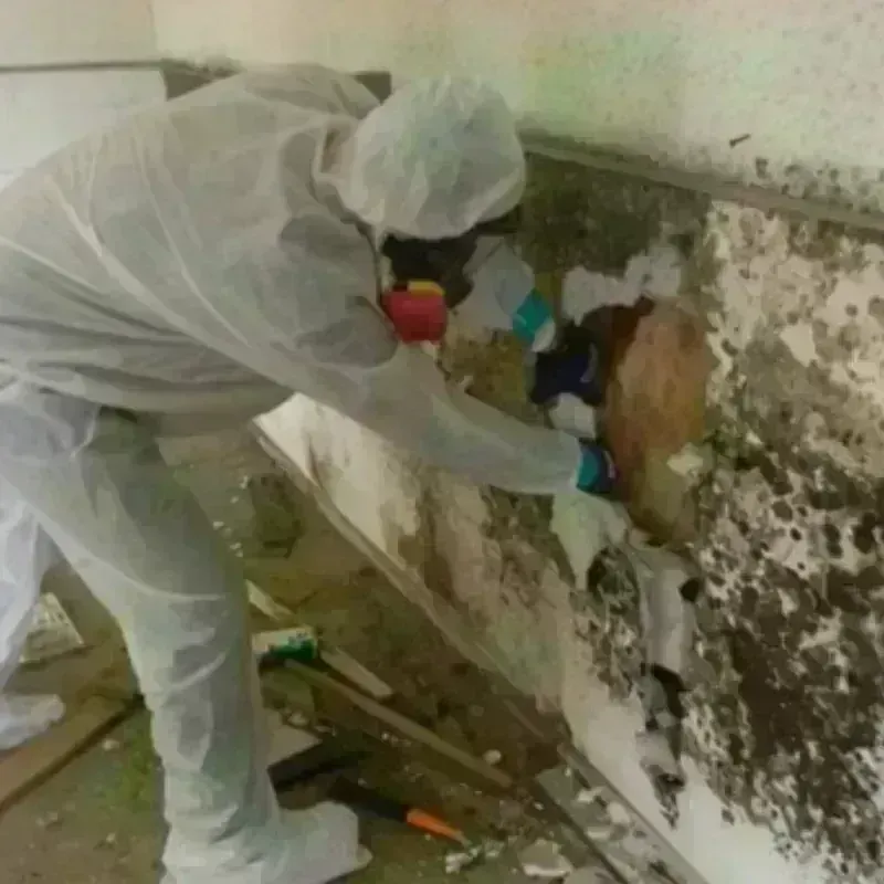 Mold Remediation and Removal in Warren, MA